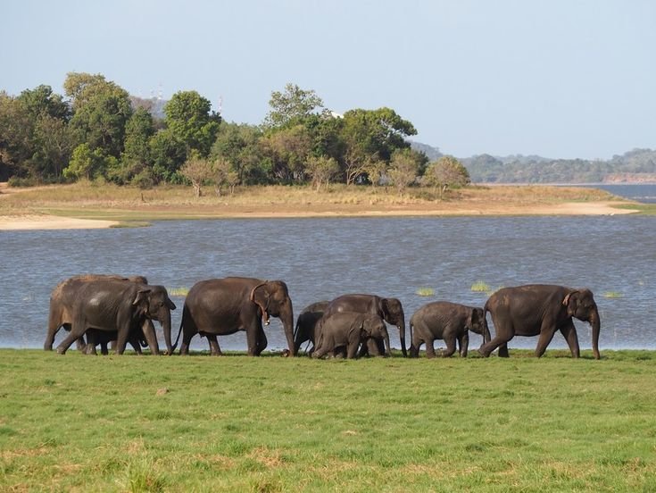 Minneriya National Park